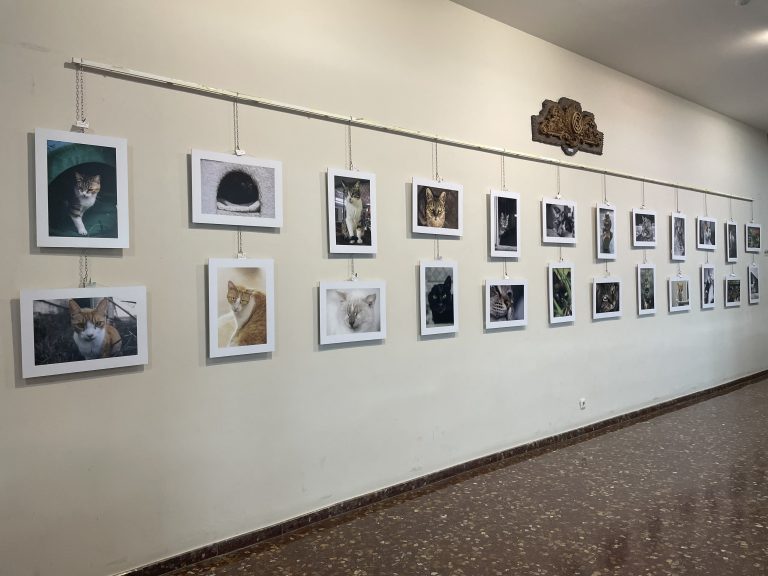 Rabuñadas – Proyecto Gato