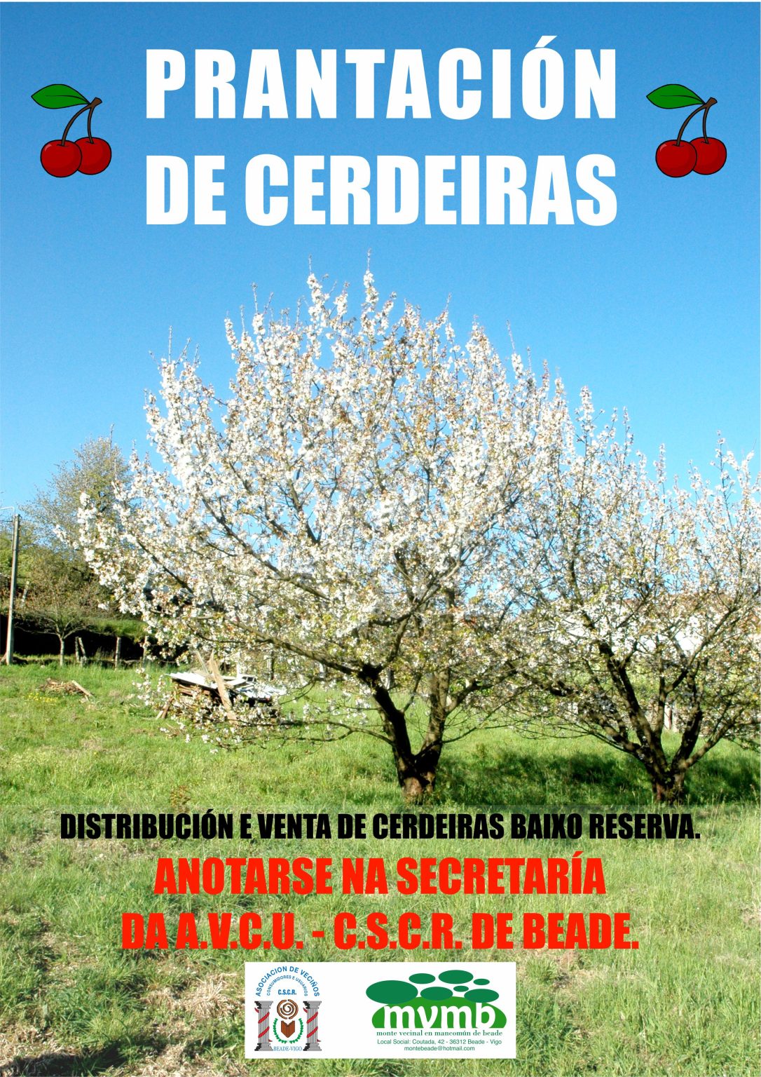 Prantación de cerdeiras